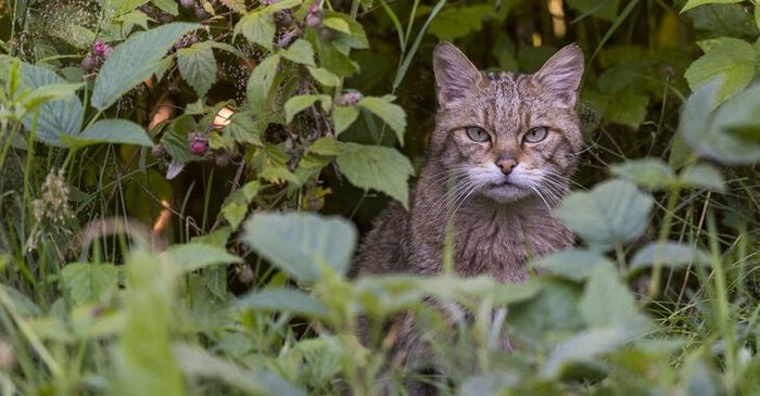 Wildkatze