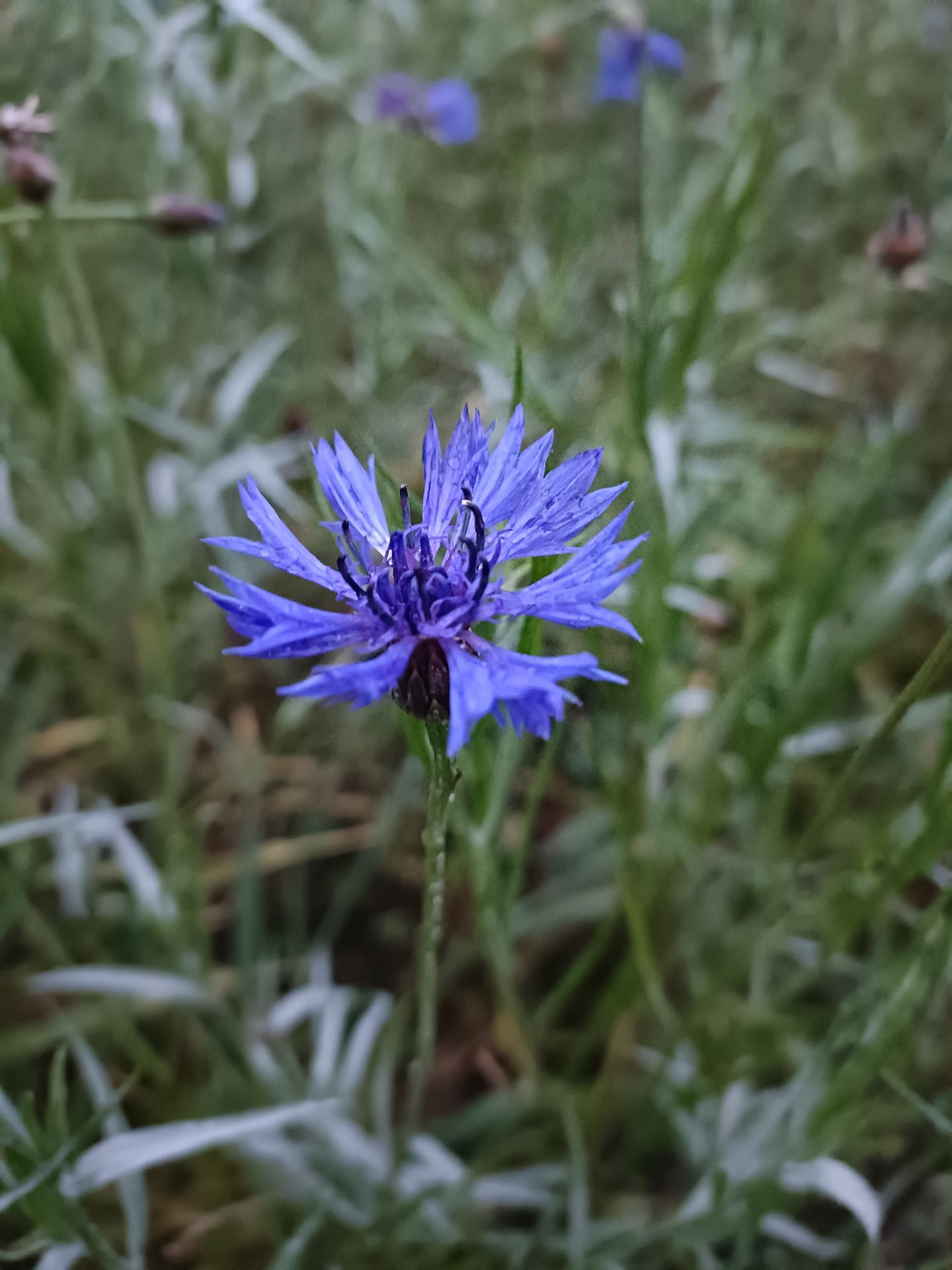 Blüte einer Kornblume